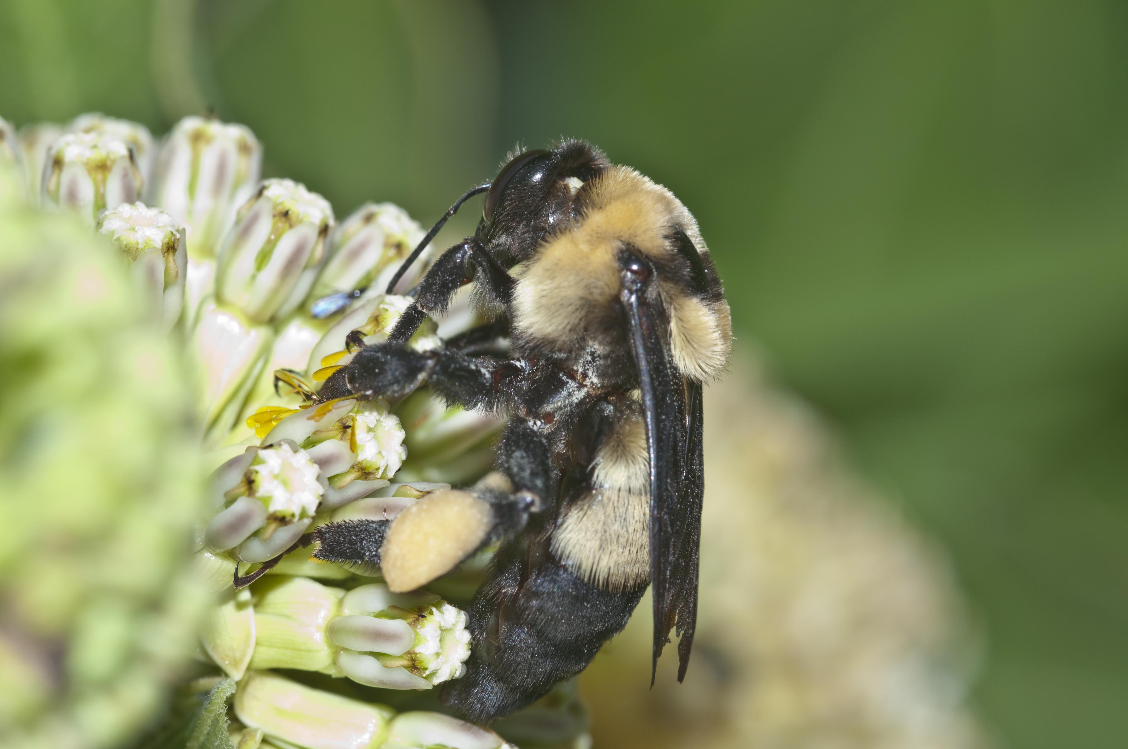 beequeen.jpg