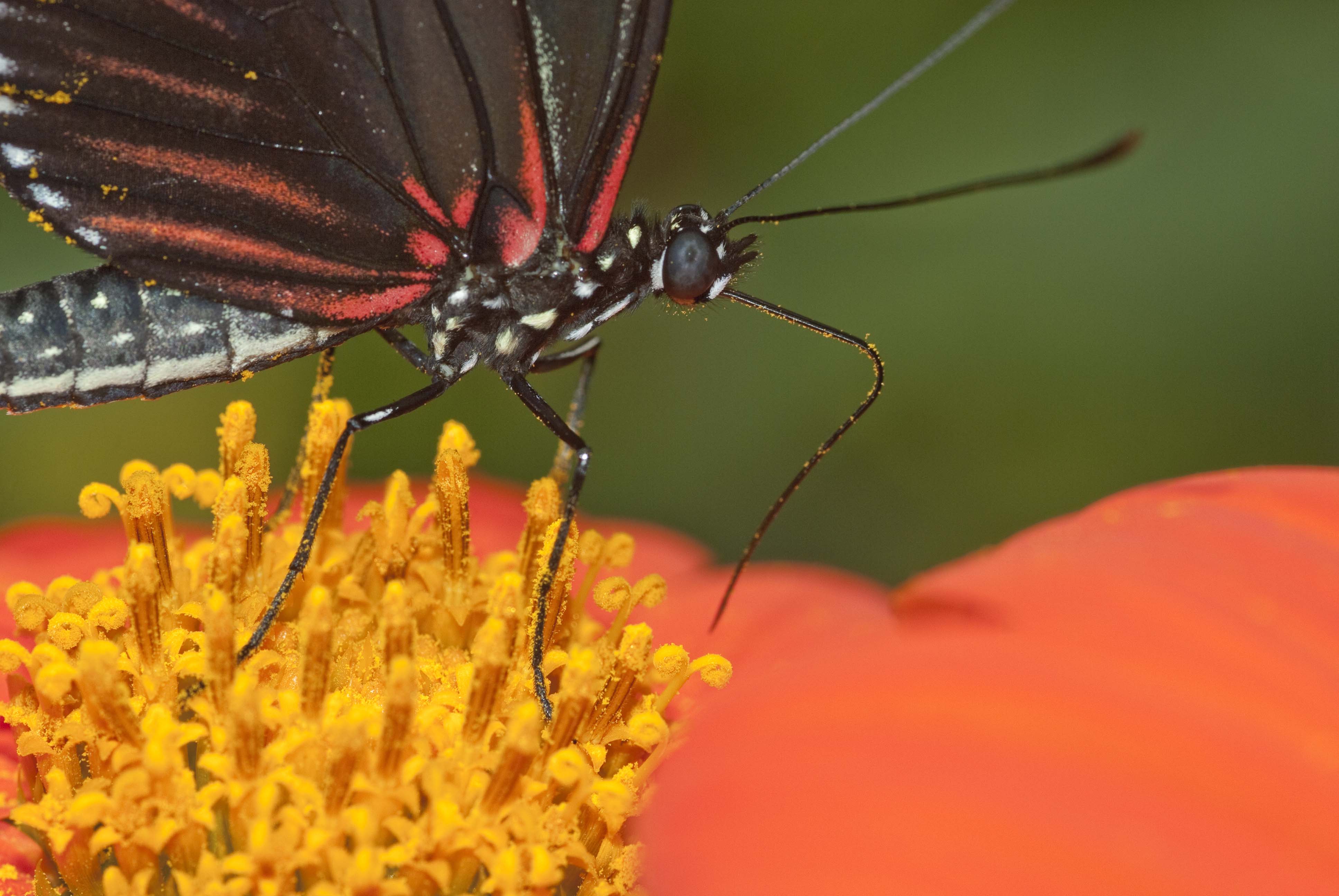 butterfly.jpg