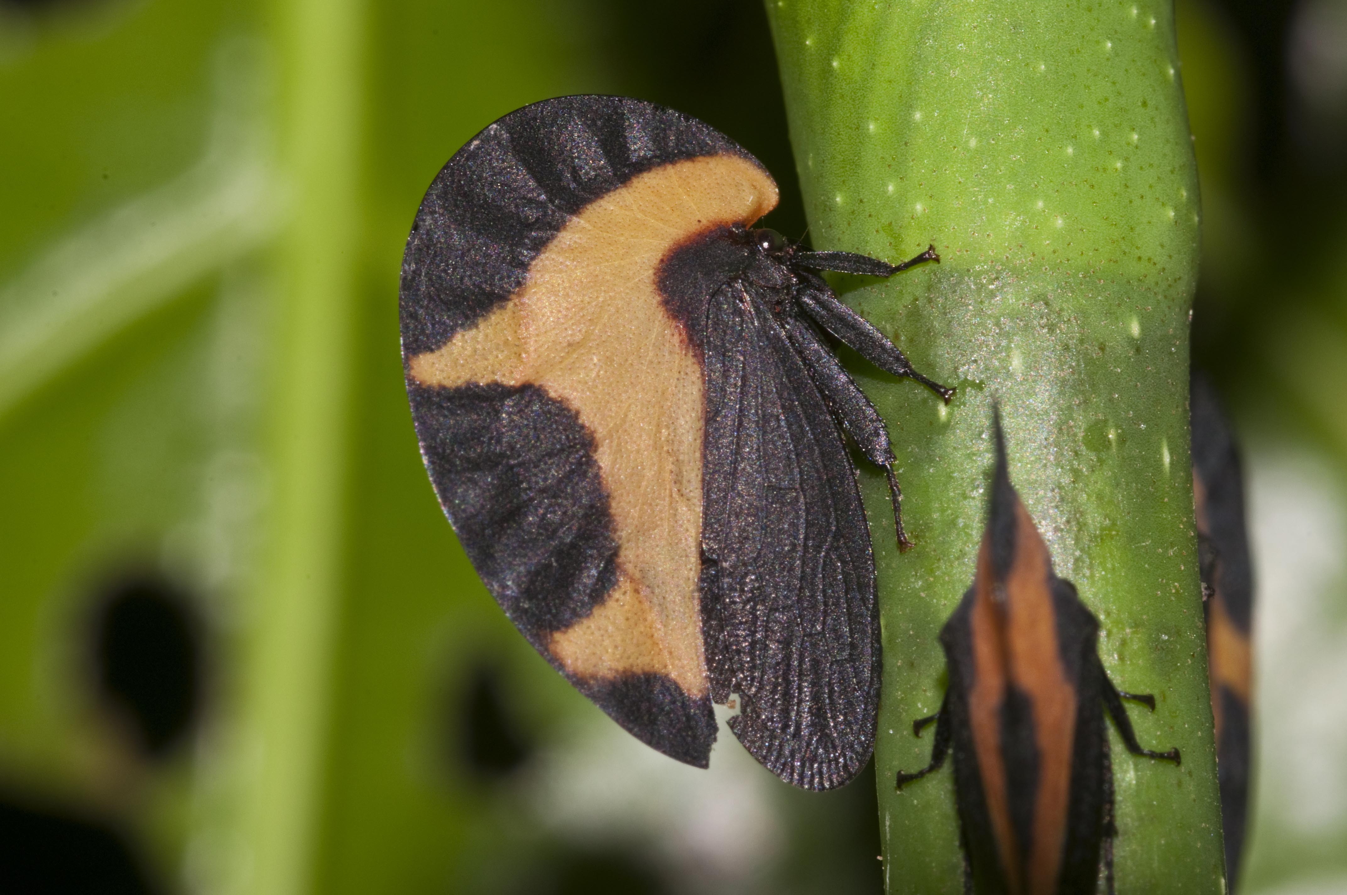 treehopper.jpg